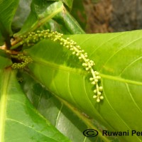 Terminalia catappa L.